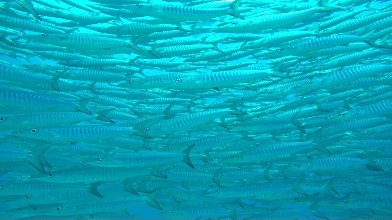 Apo Diver Beach Resort San Juan  Exteriér fotografie
