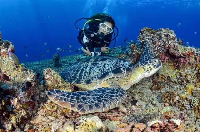Apo Diver Beach Resort San Juan  Exteriér fotografie