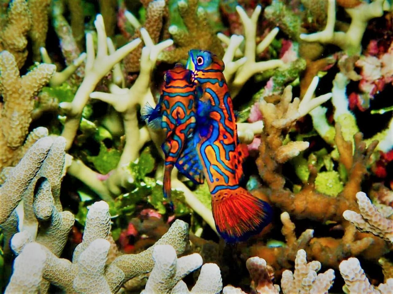 Apo Diver Beach Resort San Juan  Exteriér fotografie